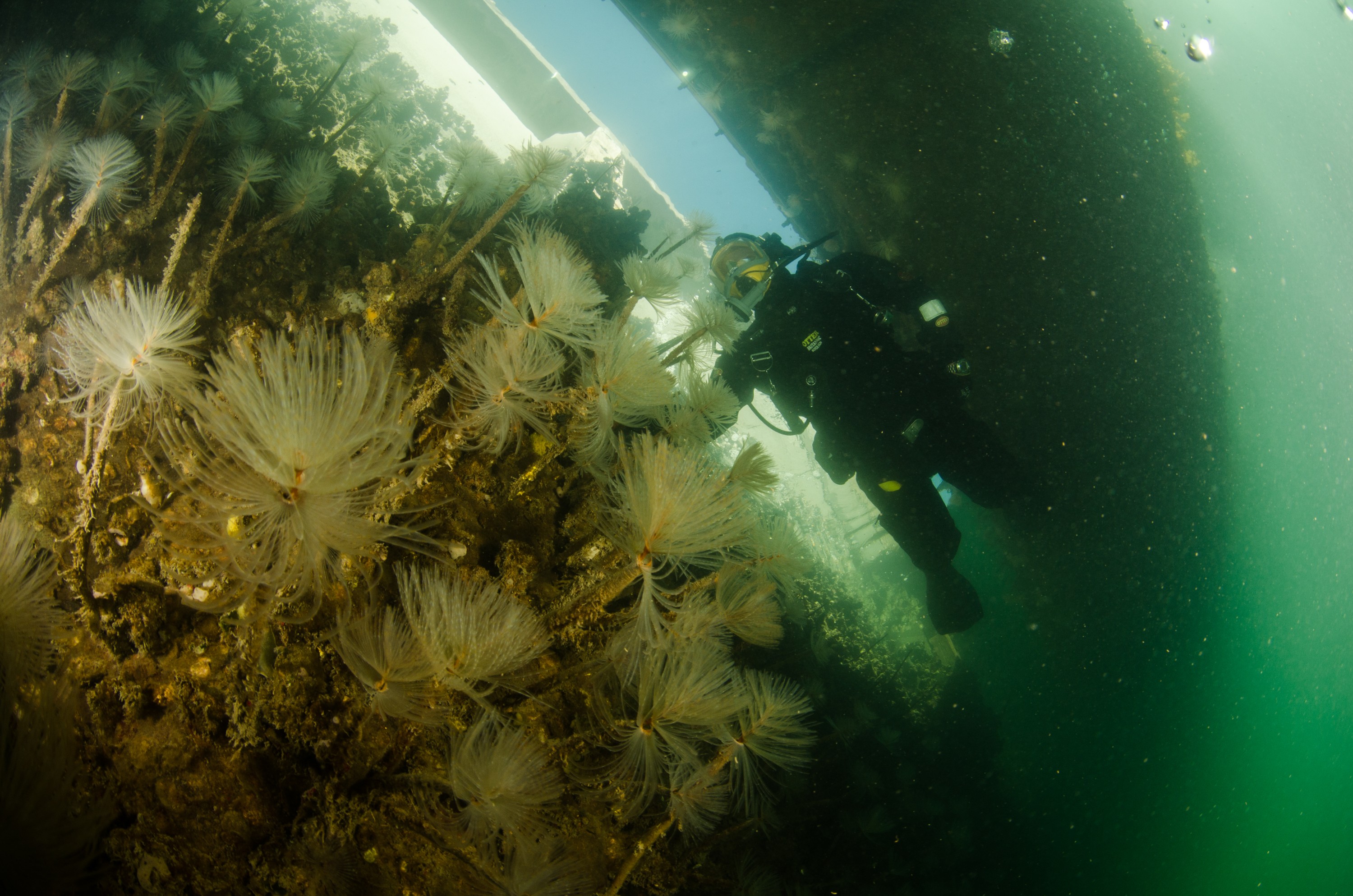 DSC_3051 – Mediterranean, fanworm, Sabella, spallanzanii, marine, pest, Auckland, underwater, crispin, nz, new, zealand, new zealand, fan, worm, marine, pest, invasive, Biosecurity